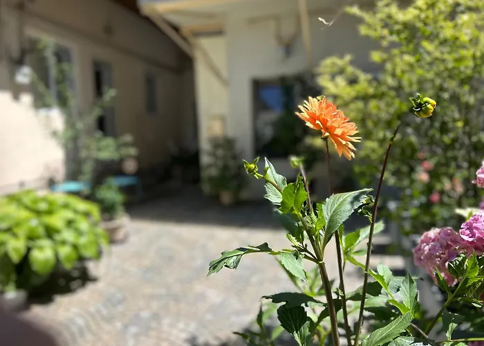 FLH - Tribunei Nest Sibiu